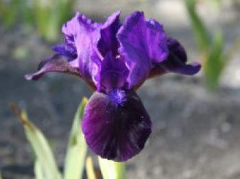 Zwergige Schwertlilie 'Little Shadow', Iris x barbata-nana 'Little Shadow', Topfware