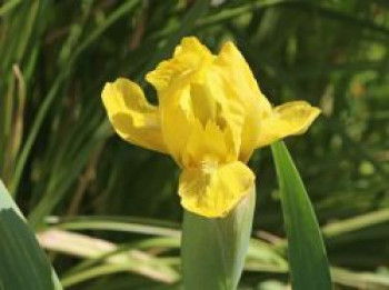 Zwergige Schwertlilie &#8218;Path of Gold&#8216;, Iris x barbata-nana &#8218;Path of Gold&#8216;, Topfware