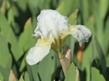 Zwergige Schwertlilie &#8218;Schwanensee&#8216;, Iris x barbata-nana &#8218;Schwanensee&#8216;, Topfware