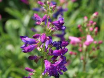 Zwergiger Bartfaden &#8218;Praecox Nanus Rondo&#8216;, Penstemon barbatus &#8218;Praecox Nanus Rondo&#8216;, Topfware