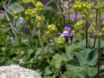 Zwergiger Frauenmantel &#8218;Alma&#8216;, Alchemilla erythropoda &#8218;Alma&#8216;, Topfware