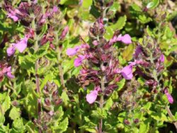 Zwergiger Gamander 'Nanum', Teucrium chamaedrys 'Nanum', Topfware