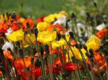 Zwergiger Island Mohn 'Gartenzwerg', Papaver nudicaule 'Gartenzwerg', Containerware