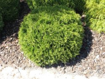 Zwergiger Kugel-Lebensbaum &#8218;Danica&#8216;, 15-20 cm, Thuja occidentalis &#8218;Danica&#8216;, Containerware