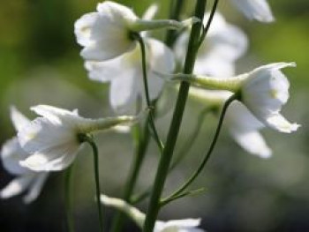 Zwergiger Rittersporn 'Delfix White', Delphinium grandiflorum 'Delfix White', Topfware