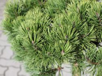 Zwergkiefer 'March', Stamm 50-60 cm, 60-80 cm, Pinus mugo 'March', Stämmchen