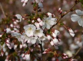 Zwergkirsche / Kurilenkirsche &#8218;Brillant&#8216;, 40-60 cm, Prunus kurilensis &#8218;Brillant&#8216;, Containerware