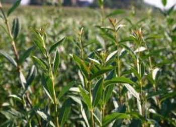 Zwergliguster &#8218;Lodense&#8216;, 20-30 cm, Ligustrum vulgare &#8218;Lodense&#8216;, Containerware