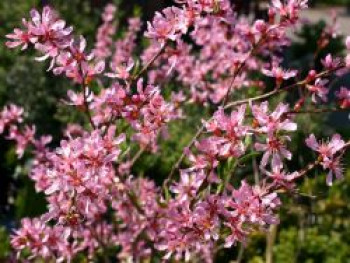 Zwergmandel &#8218;Fire Hill&#8216;, 40-60 cm, Prunus tenella &#8218;Fire Hill&#8216;, Containerware