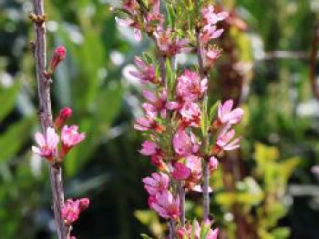 Zwergmandel, 40-60 cm, Prunus tenella, Containerware