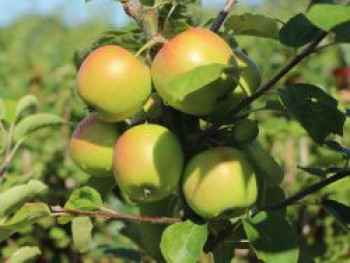 Zwergobst-Apfel &#8218;Croquella&#8216; ®, Stamm 20-30 cm, 50-60 cm, Malus &#8218;Croquella&#8216;  ®, Containerware