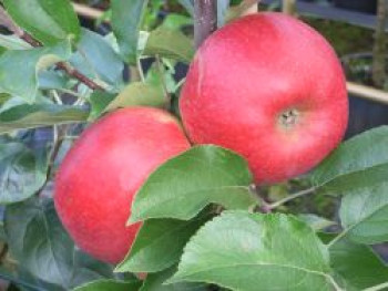 Herbstapfel 'Pidi', Stamm 20-40 cm, 60-80 cm, Malus 'Pidi', Stämmchen