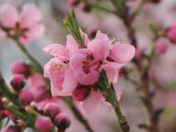 Zwergnektarine &#8218;Nectarella&#8216;, Stamm 20-30 cm, 40-60 cm, Prunus persica var. nucipersica &#8218;Nectarella&#8216;, Stämmchen