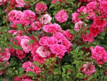 Zwergrose / Bodendecker-Rose &#8218;Pepita&#8216; ®, Rosa &#8218;Pepita&#8216; ®, Containerware