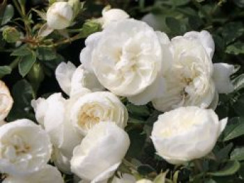 Zwergrose &#8218;White Babyflor ®&#8216;, Rosa &#8218;White Babyflor ®&#8216;, Containerware