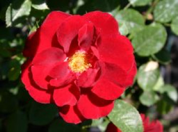 Zwergrose &#8218;Zwergkönig&#8216; ®, Rosa &#8218;Zwergkönig&#8216; ®, Containerware