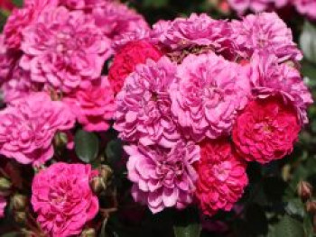 Zwergrose / Bodendecker-Rose &#8218;Roxy&#8216; ®, Rosa &#8218;Roxy&#8216; ® ADR-Rose, Containerware