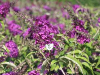 Zwerg-Sommerflieder / Schmetterlingsstrauch &#8218;BUZZ ® Pink Purple&#8216;, Buddleja davidii &#8218;BUZZ ® Pink Purple&#8216;, Containerware