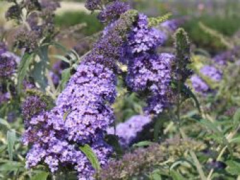 Zwerg-Sommerflieder / Schmetterlingsstrauch &#8218;BUZZ ® Sky Blue&#8216;, Buddleja davidii &#8218;BUZZ ®  Sky Blue&#8216;, Containerware