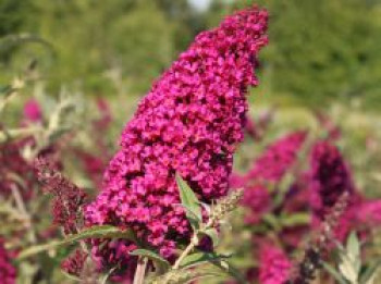 Zwerg-Sommerflieder / Schmetterlingsstrauch &#8218;BUZZ ® Velvet&#8216;, Buddleja davidii &#8218;BUZZ ® Velvet&#8216;, Containerware