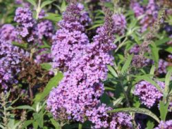 Zwerg-Sommerflieder / Schmetterlingsstrauch &#8218;BUZZ ® Violet&#8216;, Buddleja davidii &#8218;BUZZ ® Violet&#8216;, Containerware