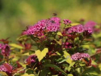 Zwergspiere &#8218;Magic Carpet&#8216;, 10-20 cm, Spiraea japonica &#8218;Magic Carpet&#8216;, Containerware