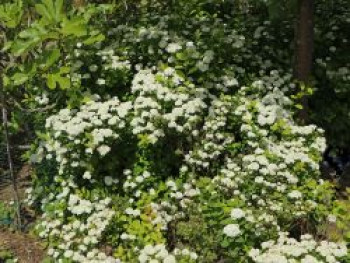 Zwergspiere / Polsterspiere, 10-20 cm, Spiraea decumbens, Containerware