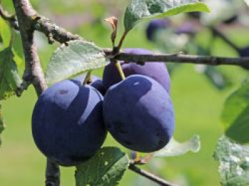 Zwetsche &#8218;Anna Späth&#8216;, Stamm 40-60 cm, 120-160 cm, Prunus &#8218;Anna Späth&#8216;, Containerware