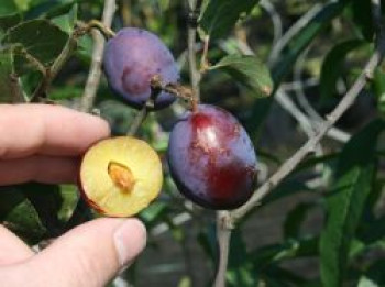 Zwetsche &#8218;Geisenheimer Top&#8216;, 80-100 cm, Prunus &#8218;Geisenheimer Top&#8216;, Containerware