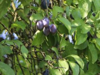 Zwetsche &#8218;Haganta&#8216; ®, Stamm 40-60 cm, 120-160 cm, Prunus &#8218;Haganta&#8216; ®, Containerware