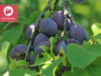 Zwetsche FRUCHTBENGEL ® 'Haganta', Stamm 40-60 cm, 150-175 cm, Prunus domestica FRUCHTBENGEL ® 'Haganta', Stämmchen