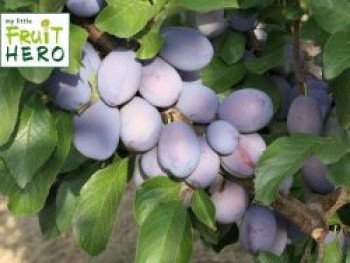 Zwetsche my little FRUIT HERO ® 'Herman', Stamm 40-60 cm, 120-140 cm, Prunus my little FRUIT HERO ® 'Herman', Stämmchen