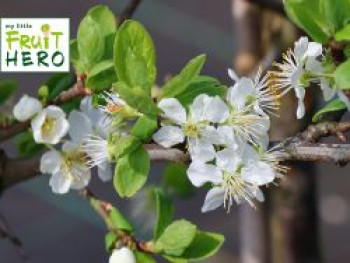 Zwetsche my little FRUIT HERO ® 'Topking', Stamm 40-60 cm, 120-160 cm, Prunus domestica my little FRUIT HERO ® 'Topking', Stämmchen