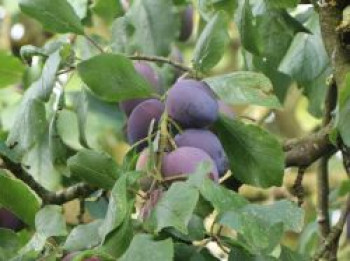 Zwetsche &#8218;Ortenauer Typ Borssumer&#8216;, Stamm 40-60 cm, 120-160 cm, Prunus domestica &#8218;Ortenauer Typ Borssumer&#8216;, Containerware