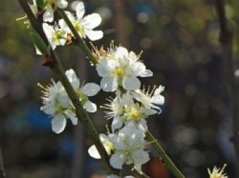 Zwetschge &#8218;Schönberger Zwetschge&#8216; / &#8218;Große Hauszwetschge&#8216;, Stamm 40-60 cm, 120-160 cm, Prunus domestica &#8218;Schönberger Zwetsche&#8216; / &#8218;Große Hauszwetschge&#8216;, Containerware