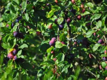 Zwetsche &#8218;Wangenheimer Frühzwetsche&#8216;, Stamm 40-60 cm, 120-160 cm, Prunus &#8218;Wangenheimer Frühzwetsche&#8216;, Containerware