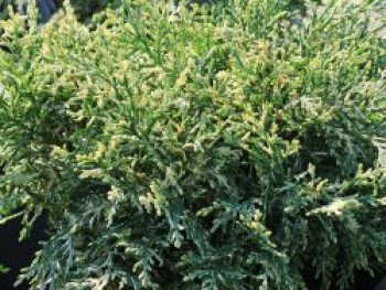 Zypresse 'Pearly Swirls', 20-30 cm, Chamaecyparis lawsoniana 'Pearly Swirls', Containerware