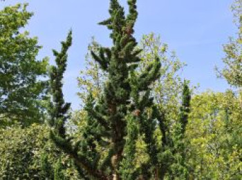 Zypresse 'Wisselii', 20-30 cm, Chamaecyparis lawsoniana 'Wisselii', Containerware