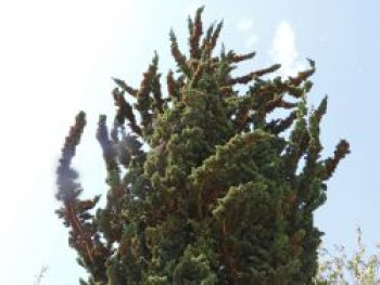 Zypresse &#8218;Wissel&#8217;s Saguaro&#8216;, 60-80 cm, Chamaecyparis lawsoniana &#8218;Wissel&#8217;s Saguaro&#8216;, Containerware