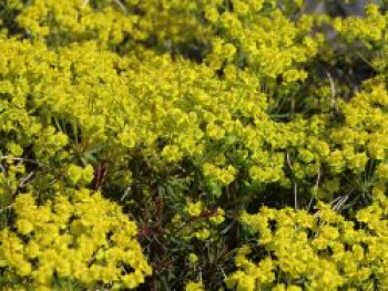 Zypressen Wolfsmilch &#8218;Fens Ruby&#8216;, Euphorbia cyparissias &#8218;Fens Ruby&#8216;, Topfware