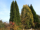Abendländischer Lebensbaum ‚Holmstrup‘, 40-60 cm, Thuja occidentalis ‚Holmstrup‘, Containerware