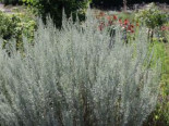Absinth / Echter Wermut, Artemisia absinthium, Topfware