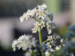 Ahornblatt, Mukdenia rossii, Topfware