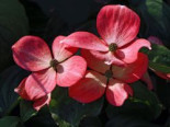 Amerikanische Blumen-Hartriegel ‚Royal Red‘, 60-80 cm, Cornus florida ‚Royal Red‘, Containerware