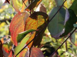 Amerikanischer Blumen-Hartriegel ‚Willy’s New Red‘, 60-80 cm, Cornus florida ‚Willy’s New Red‘, Containerware