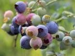 Amerikanische Heidelbeere Lowberry ® 'Little Blue Wonder' ®, 10-20 cm, Vaccinium corymbosum Lowberry ® 'Little Blue Wonder' ®, Containerware