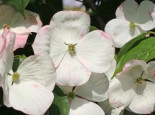 Amerikanischer Blumen-Hartriegel ‚Barton’s White‘, 40-60 cm, Cornus florida ‚Barton’s White‘, Containerware