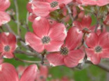 Amerikanischer Blumen-Hartriegel 'Cherokee Brave', 40-60 cm, Cornus florida 'Cherokee Brave', Containerware