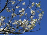 Amerikanischer Blumen-Hartriegel 'Cloud Nine', 60-80 cm, Cornus florida 'Cloud Nine', Containerware