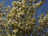 Amerikanischer Blumen-Hartriegel 'White Cloud', 40-60 cm, Cornus florida 'White Cloud', Containerware